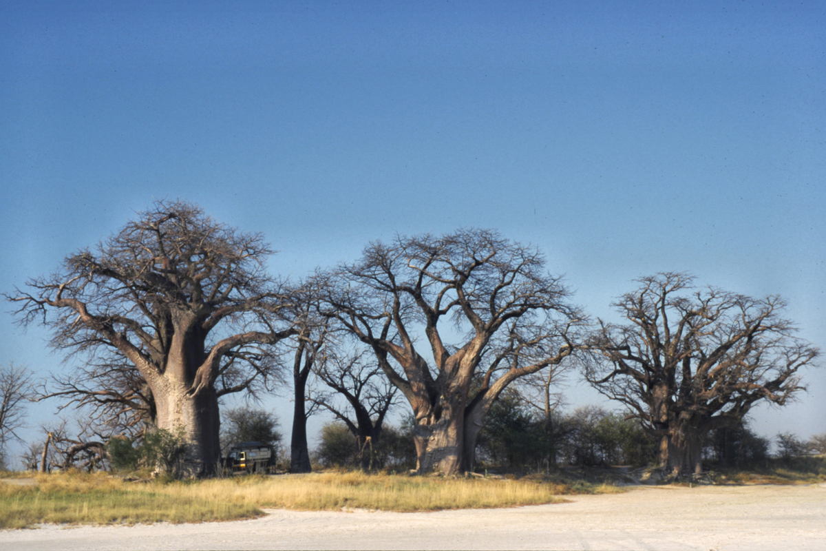 Enjoy the beauty of Nxai pan National park